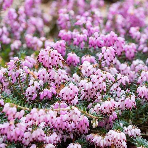 A close up of 'Kramer's Red' winter heath growing in the garden.