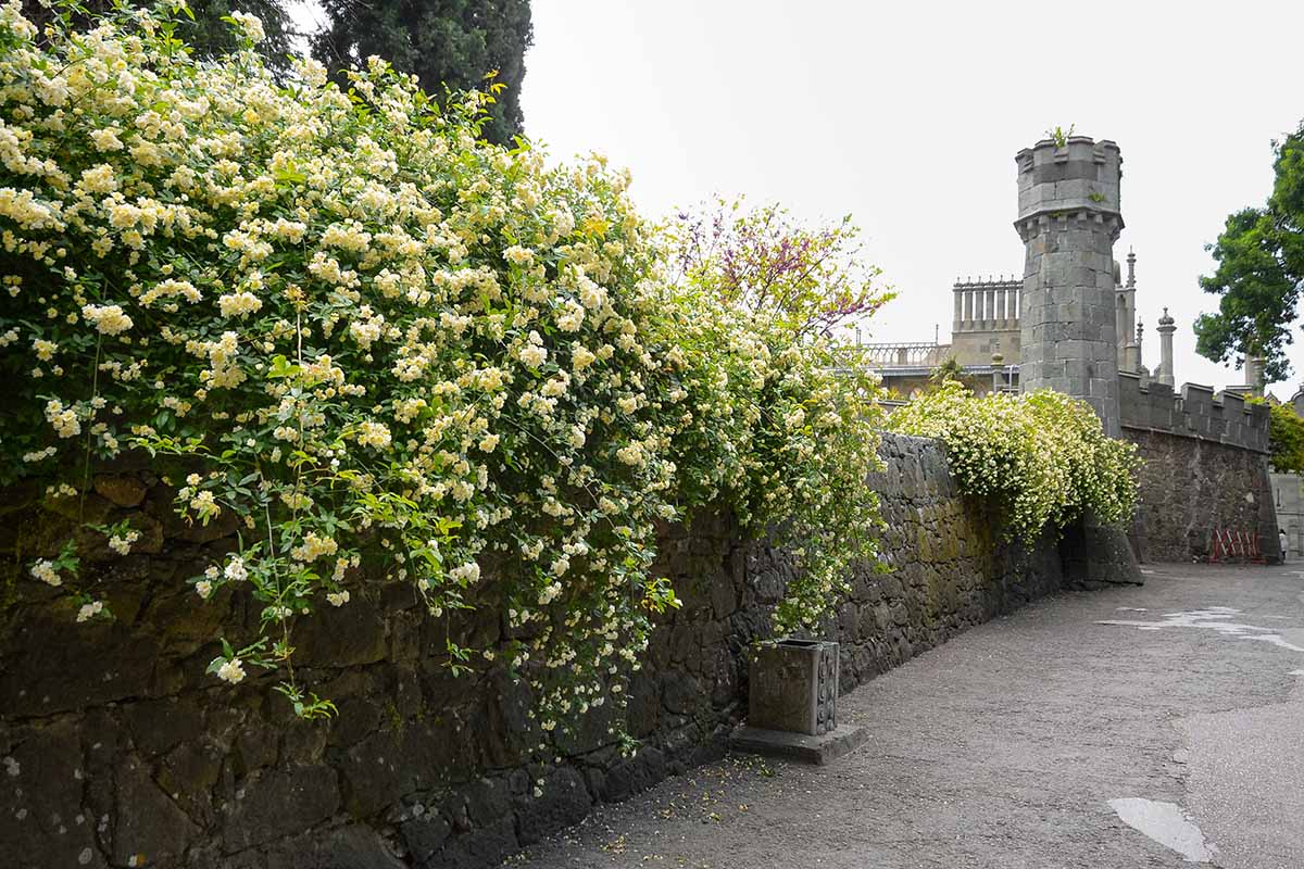A horizontal image of a large Lady Banks rose growing on a stone wall with the Tower of London in the background.