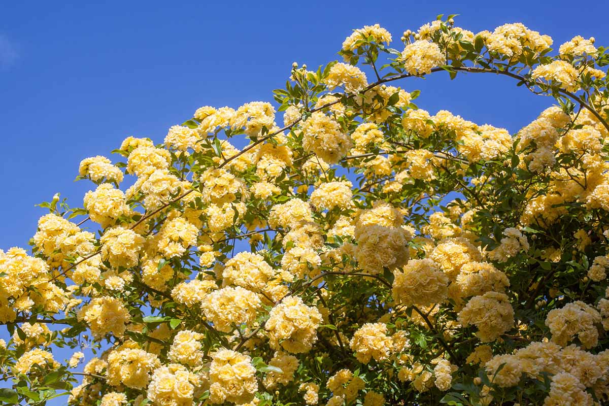 A horizontal image of a large climbing rose with loads of yellow flowers pictured on a blue sky background.