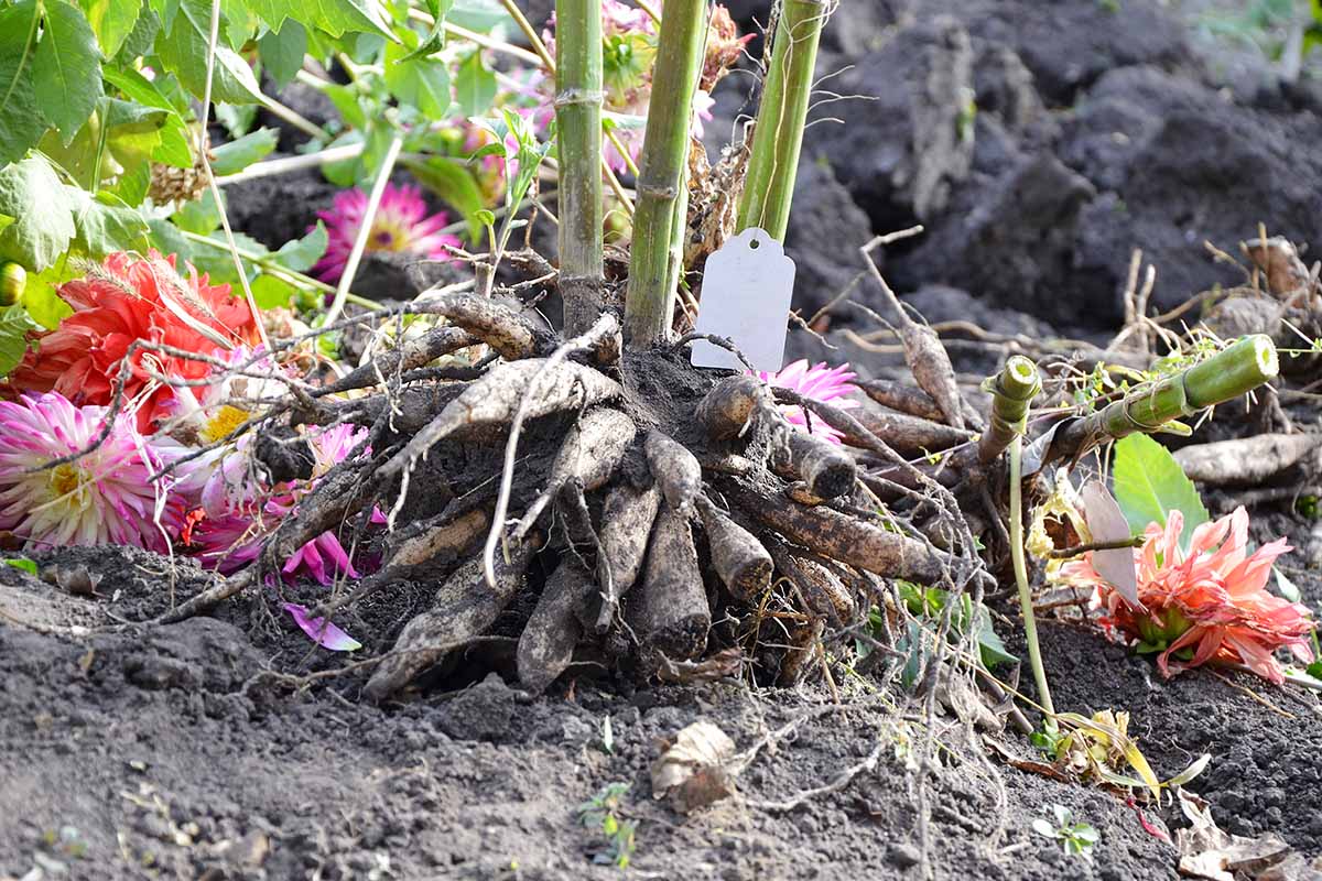 A close up horizontal image of a clump of dahlias dug out of the ground and set on the surface of the soil.
