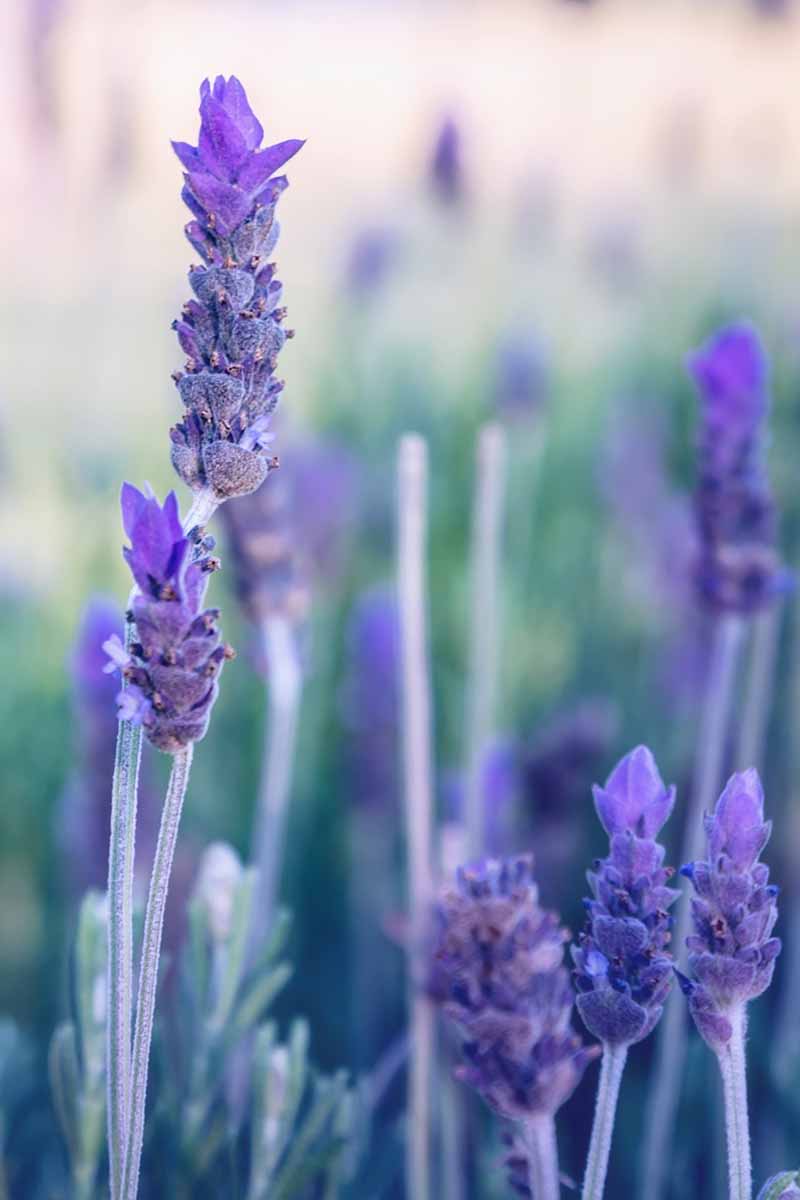 A vertical image of French Lavandula dentata flowers pictured on a soft focus background.