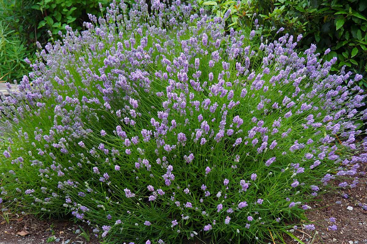 A close up horizontal image of a large clump of lavender growing in a hot location, thriving in the garden.