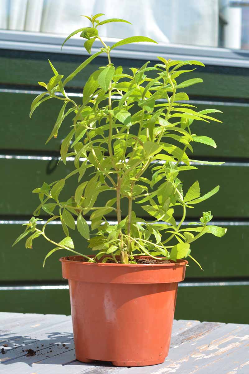 A close up vertical image of lemon verbena growing in a plastic pot set on a wooden deck in front of a green residence.