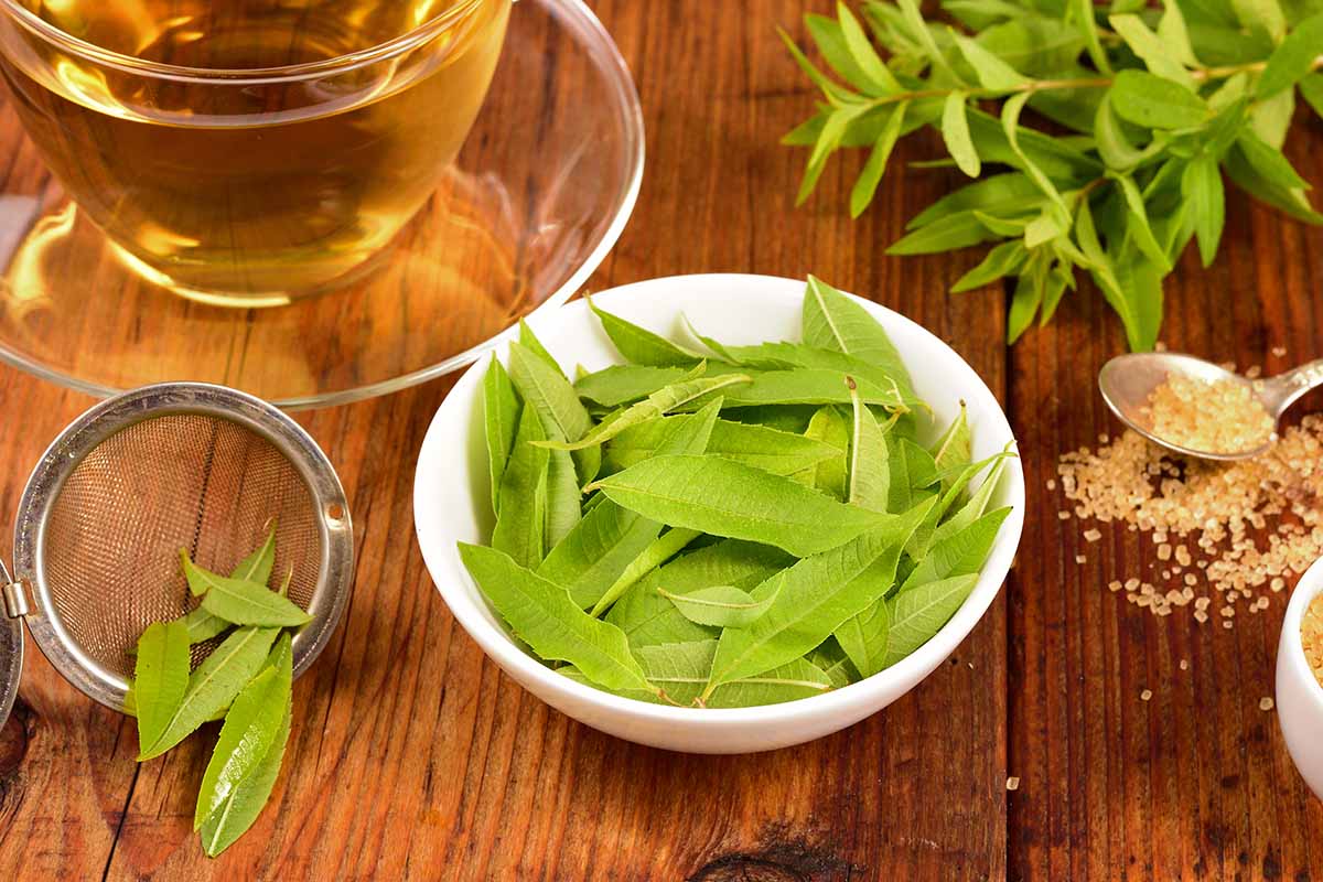 A close up horizontal image of a bowl of freshly harvested lemon verbena leaves set on a wooden surface with a cup of tea in the background.