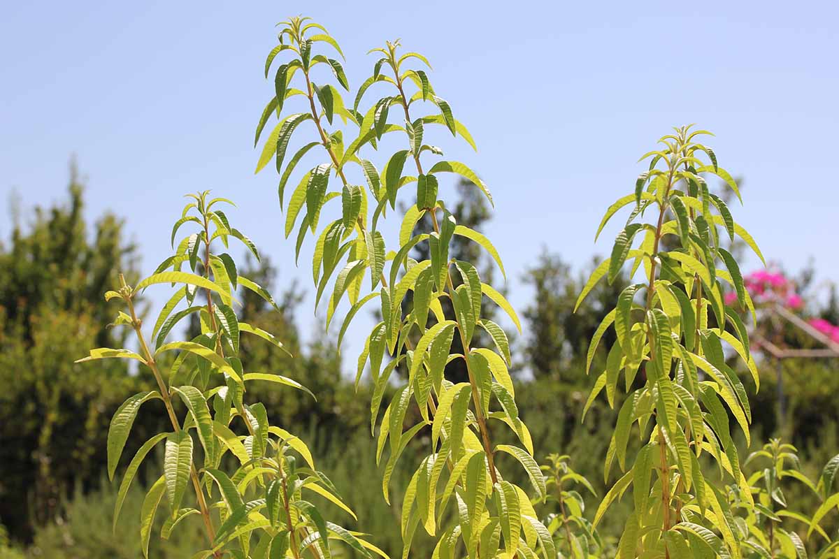 A close up horizontal image of lemon verbena growing in the kitchen garden pictured in bright sunshine on a blue sky background.