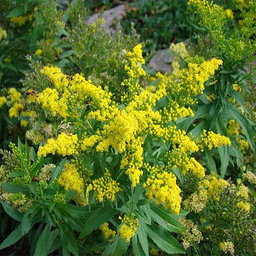 A square image of 'Little Lemon' goldenrod growing in the garden.