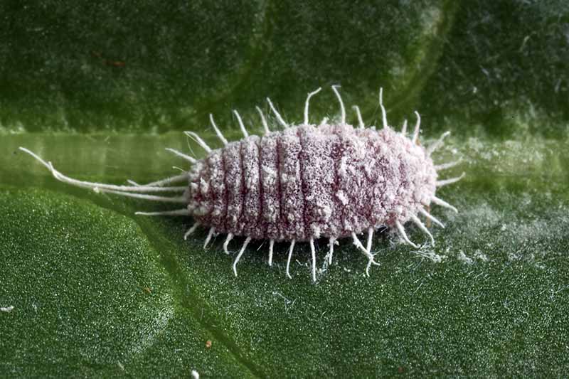 A close up high magnification image of a long-tailed mealybug on a leaf.