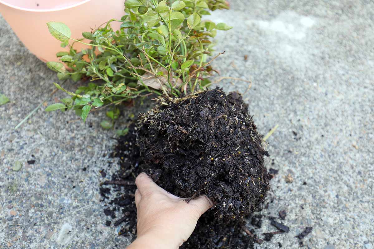 A close up horizontal image of a hand from the bottom of the frame loosening the roots of a potted shrub.