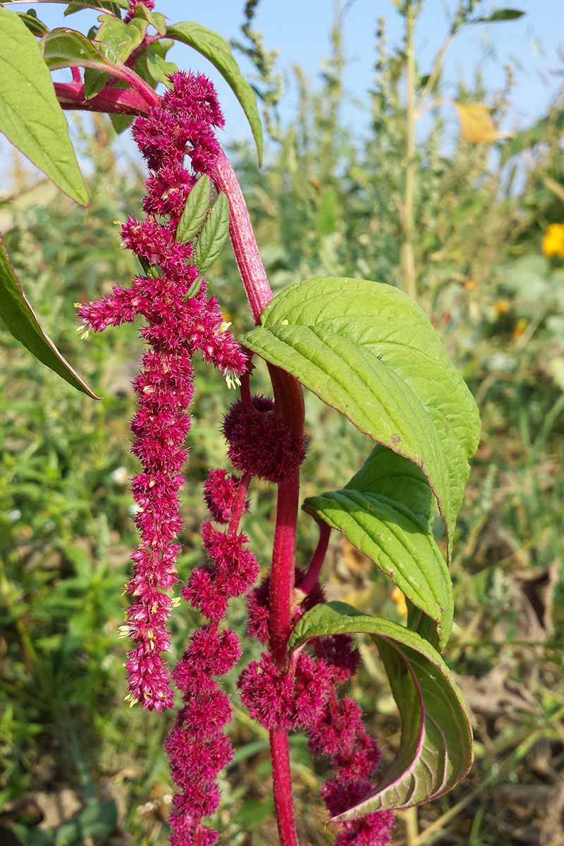 A close up vertical image of a love lies bleeding flower growing in the garden pictured on a soft focus background.