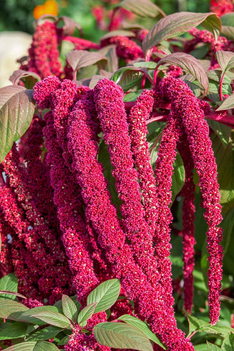 A close up vertical image of the dramatic red flowers of Amaranthus caudatus aka love lies bleeding growing in light sunshine.