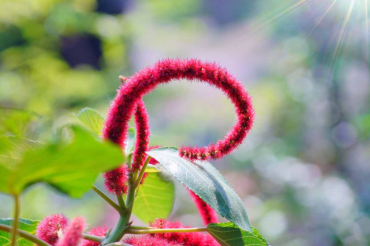 A close up horizontal image of red love lies bleeding flowers pictured on a soft focus background.