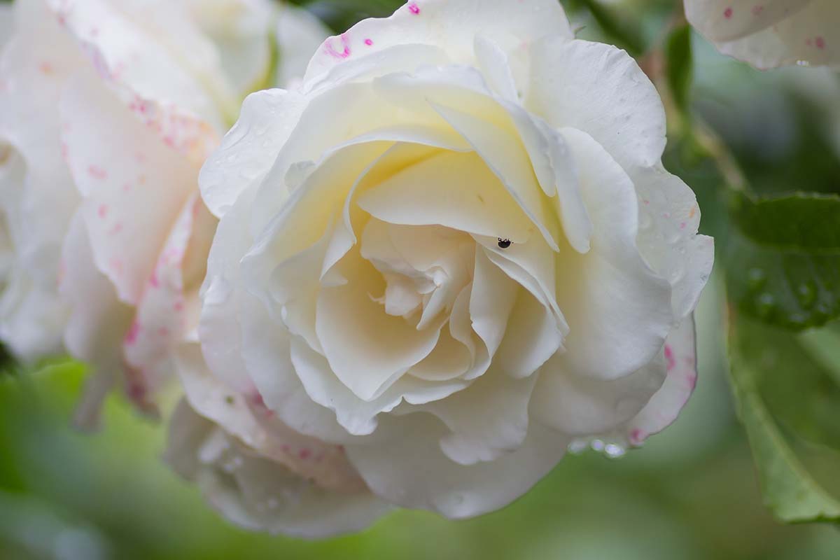 A close up horizontal image of Rosa ‘Madame Alfred Carriér’ pictured on a soft focus background.