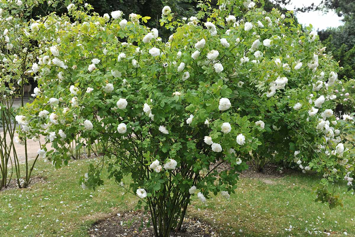 A horizontal image of a large rose shrub 'Madame Legras de St. Germain' growing in the garden.