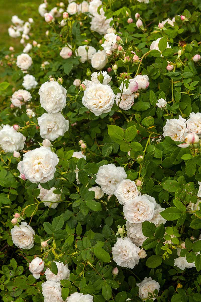 A vertical image of Rosa 'Madame Plantier' shrub growing in the backyard with creamy white flowers.