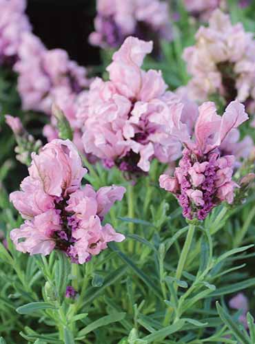 A close up of the ruffled pink flowers of Lavandula Madrid 'Lavish Purple' growing in the garden.