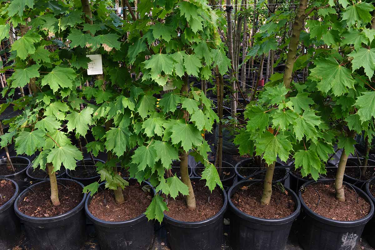 A close up horizontal image of a line of maple tree saplings for sale at a plant nursery.