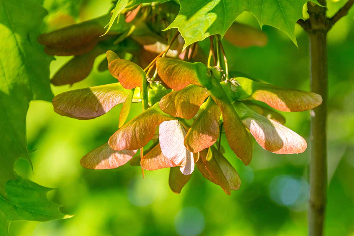 A close up horizontal image of the seed pods of a maple tree pictured in light filtered sunshine on a soft focus background.