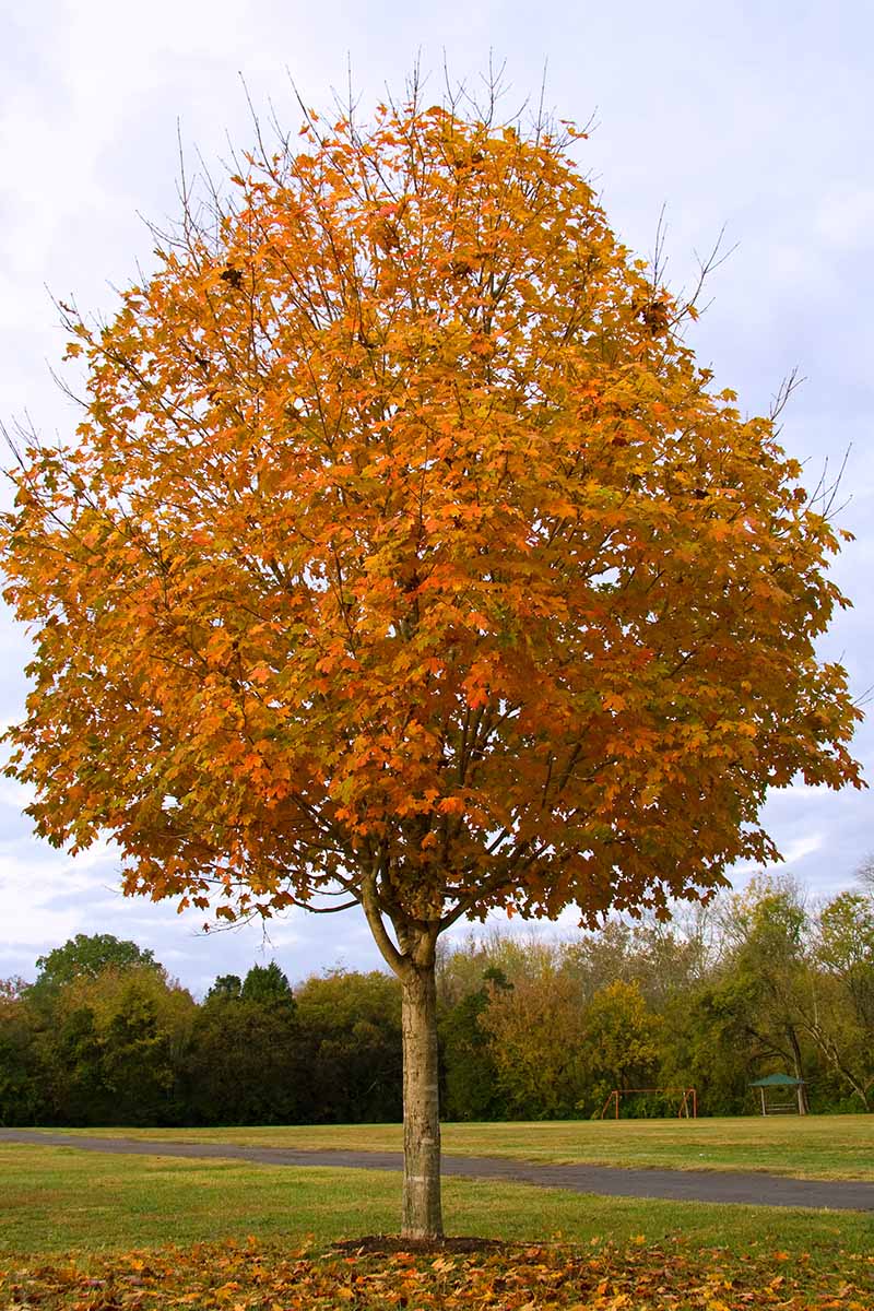 A vertical image of a sugar maple (Acer saccharum) growing in a park.
