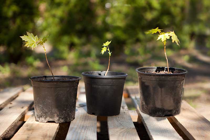 A close up horizontal image of a row of young maple trees growing in plastic pots set on a wooden surface.