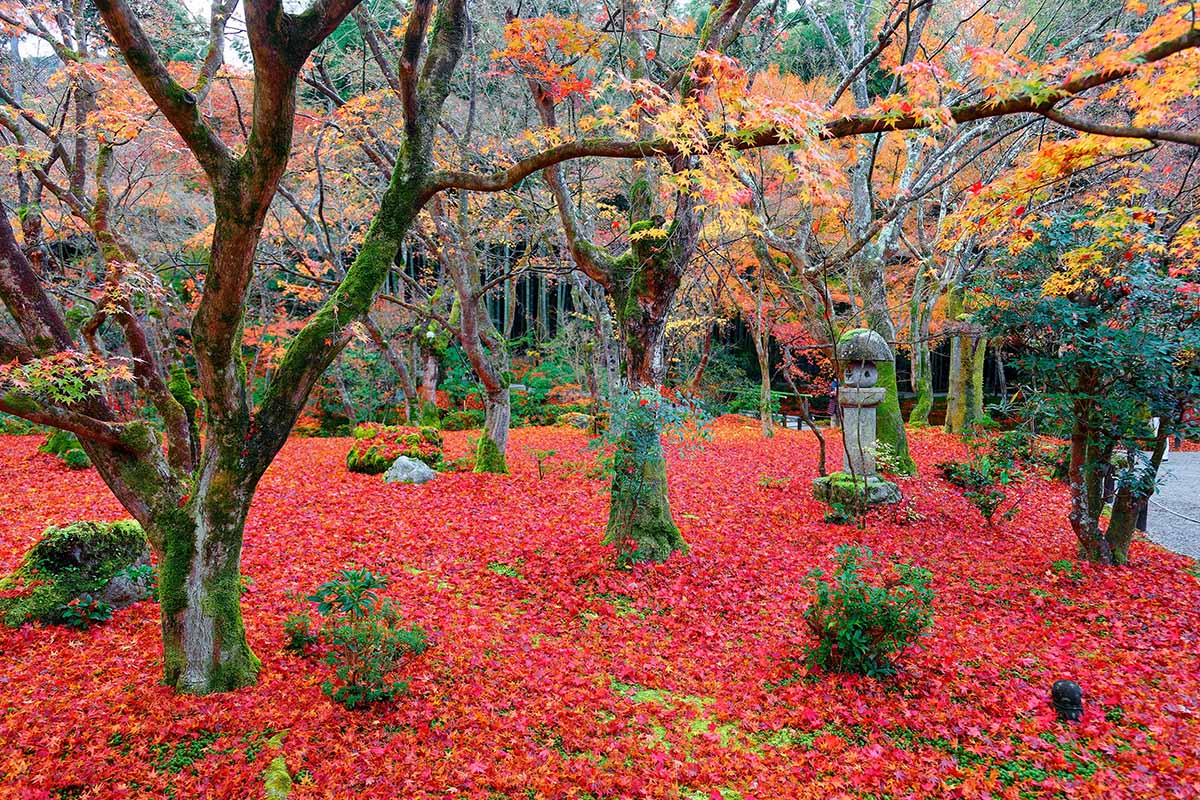 A horizontal image of the autumn scenery of a forest of colorful pale trees with a stone lantern on a red carpet of fallen leaves.