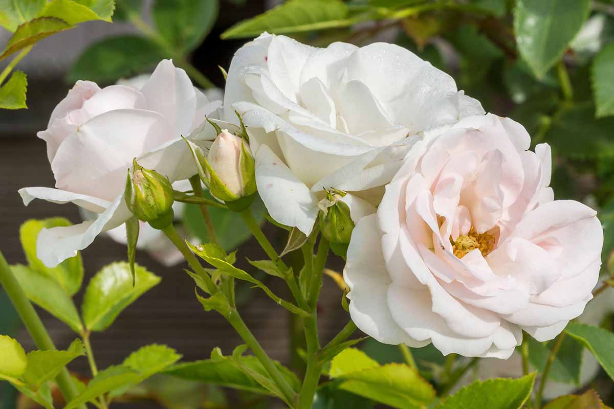 A close up of the light pink flowers of Rosa 'Marie Pavie' pictured on a soft focus background.