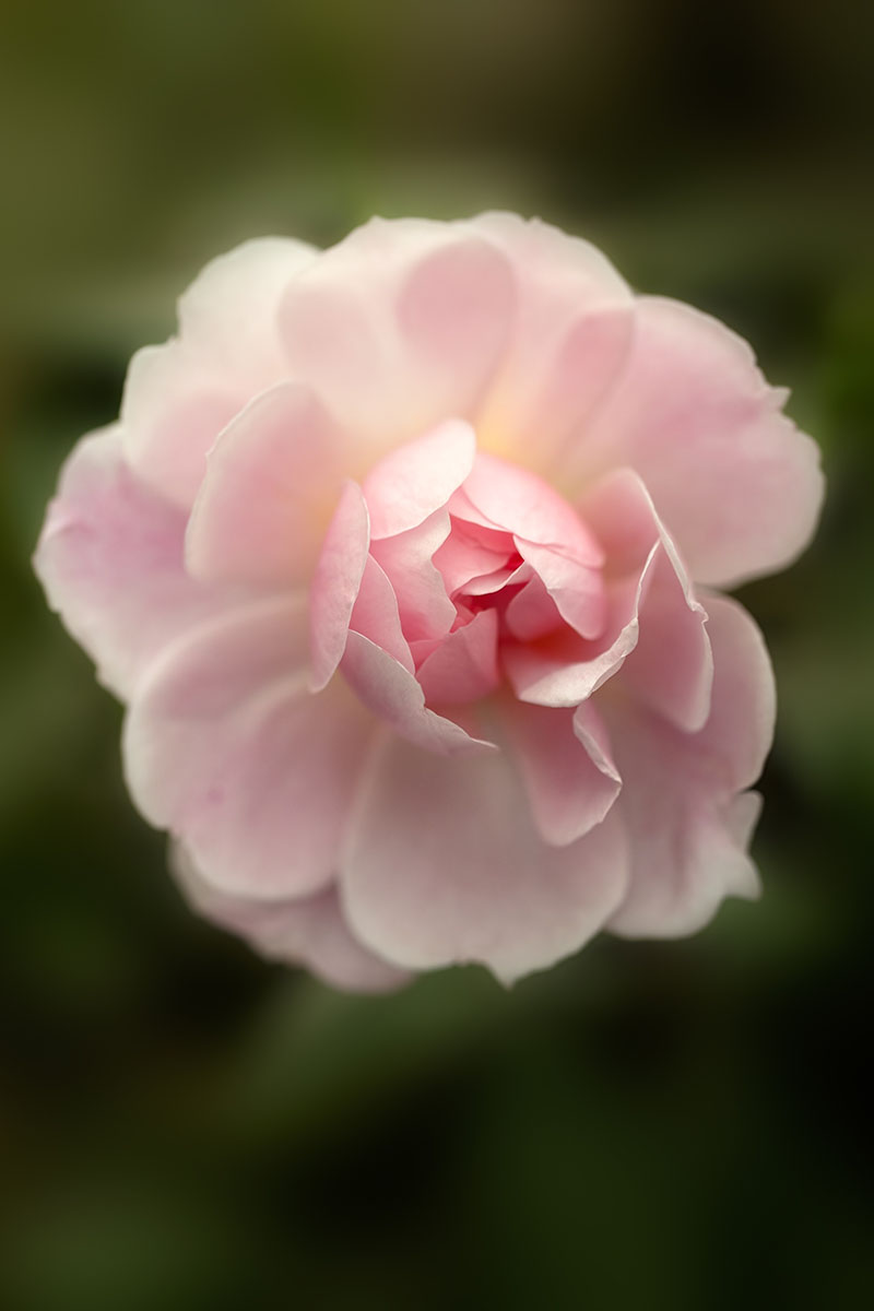 A vertical image of a single pink flower pictured on a soft focus background.