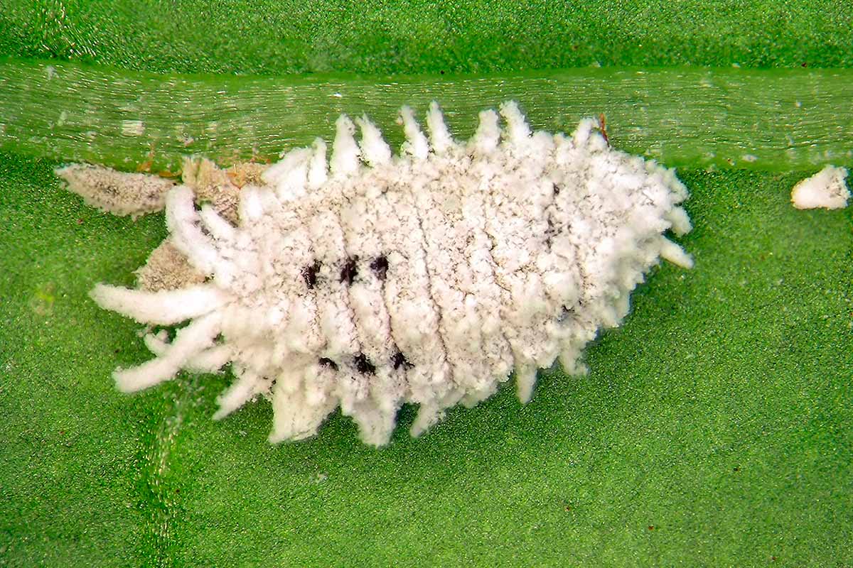 A close up horizontal image of a mealybug on the surface of a leaf.