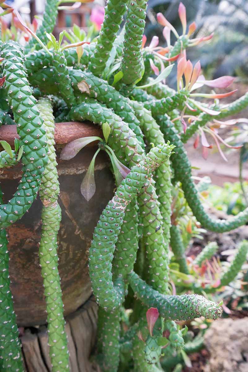 A vertical image of a medusa's head plant spilling over the side of a large terra cotta pot.