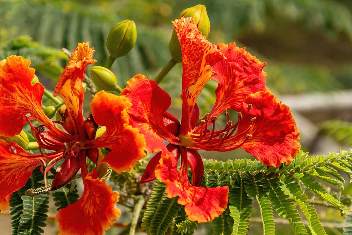 A close up horizontal image of the dramatic red and orange blooms of the peacock flower (Caesalpinia pulcherrima) pictured on a soft focus background.