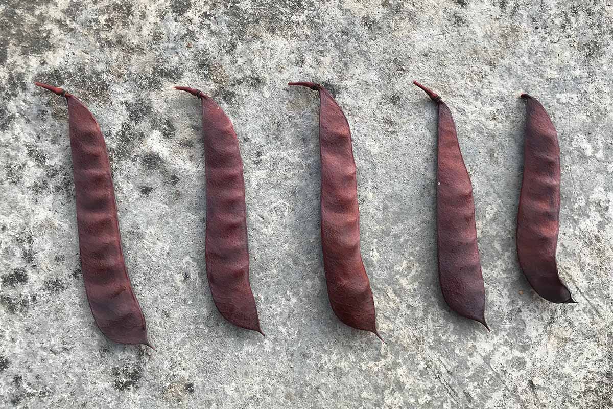 A close up horizontal image of Caesalpinia pulcherrima seed pods set on a concrete surface.