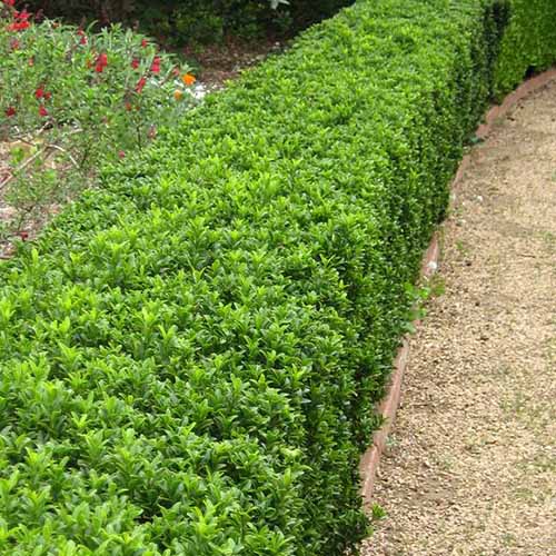 A square image of a hedge of Euonymus 'Microphyllus' growing in the garden.