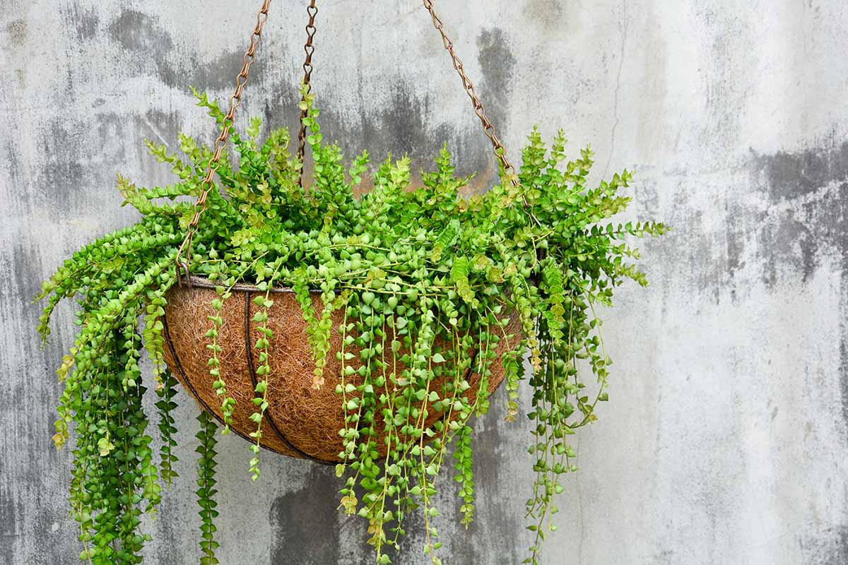 A close up horizontal image of a million hearts plant growing in a hanging basket with a rustic concrete fence in the background.