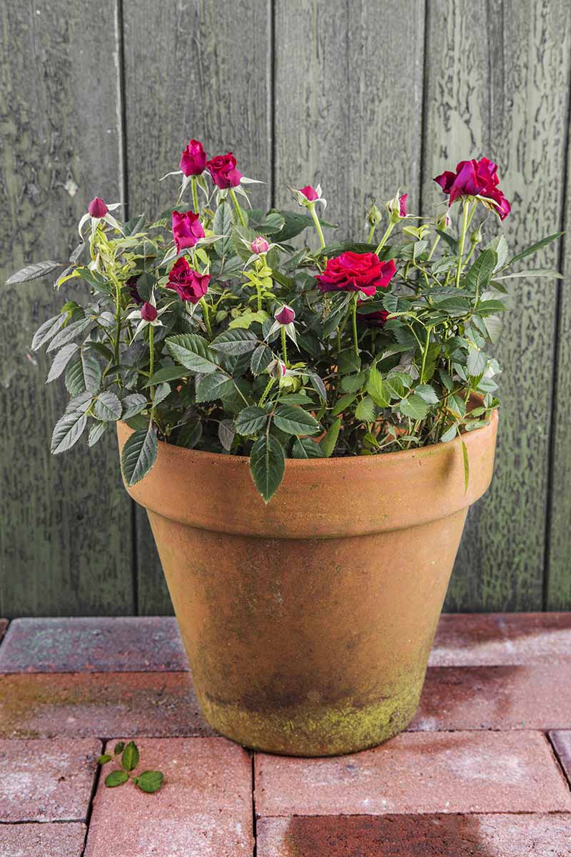 A close up vertical image of miniature red roses growing in a terra cotta pot set on a tiled surface and a wooden fence in the background.