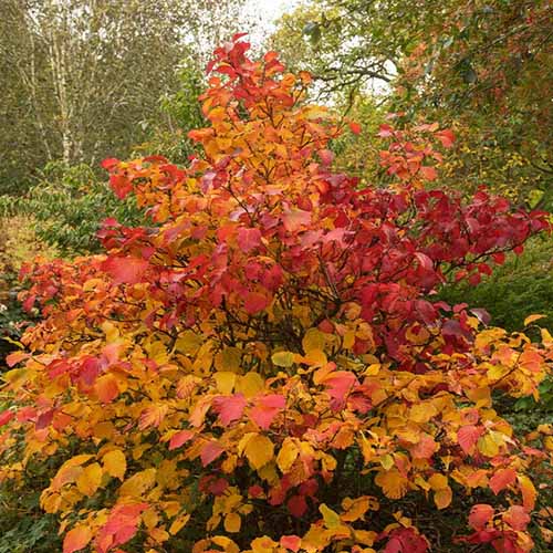 A square image of the autumn colors of 'Mount Airy' fothergilla growing in the backyard.