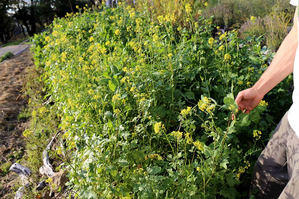 A horizontal image of flowering mustard plants growing as a cover crop in the garden.