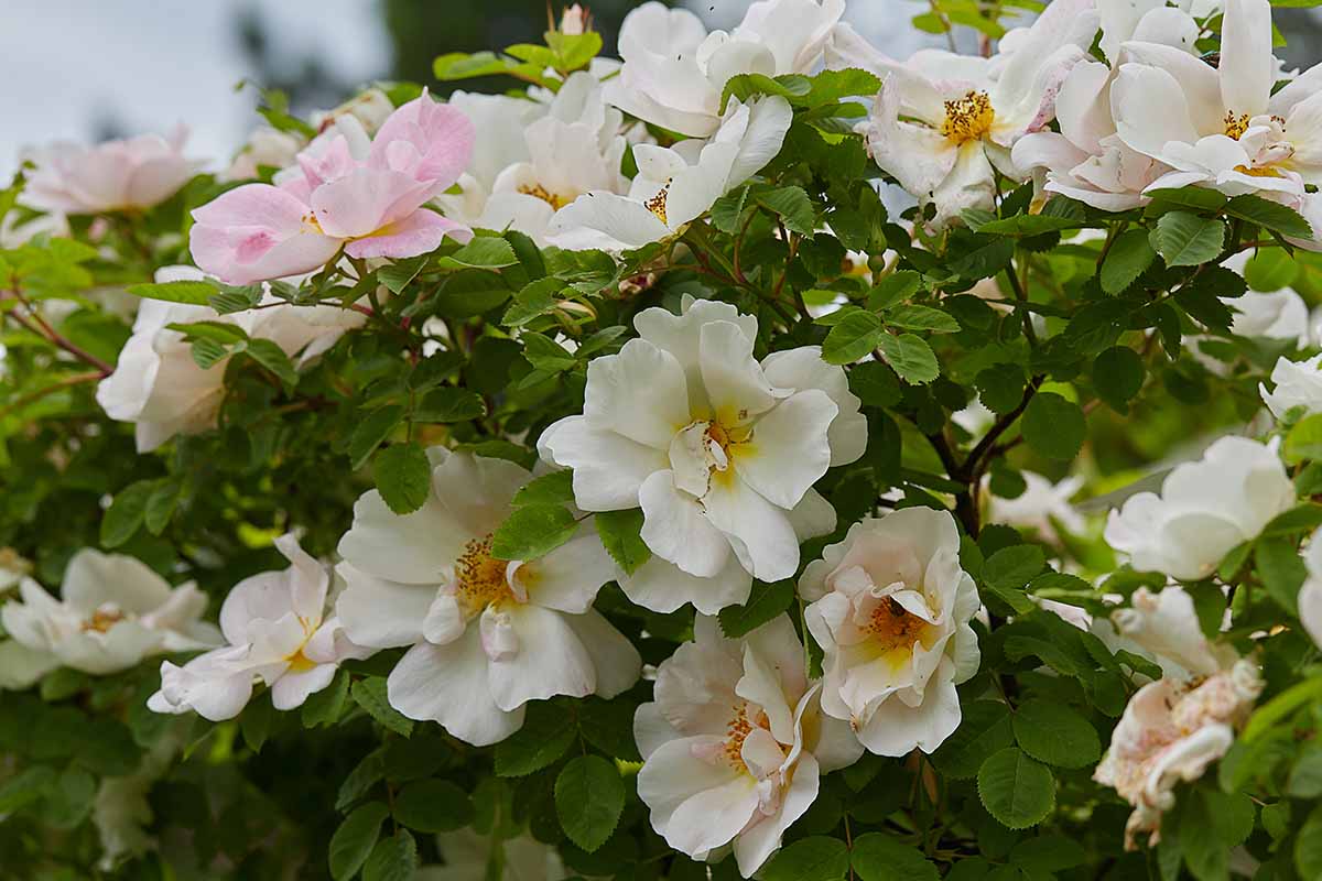 A horizontal image of a Rosa 'Nevada' shrub with light pink and white blooms growing in the backyard. 