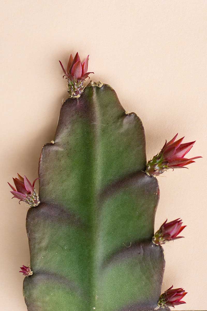 A close up vertical image of new growth on an orchid cactus plant.