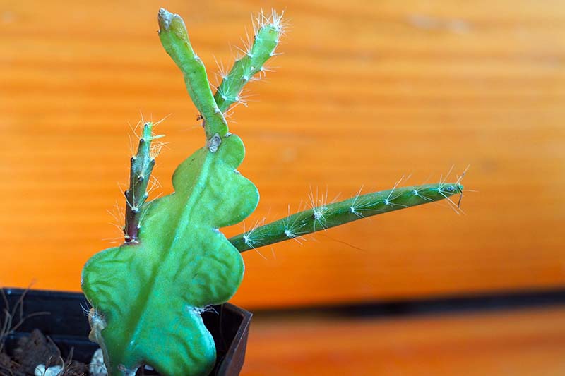 A close up horizontal image of new growth appearing on an orchid cactus.
