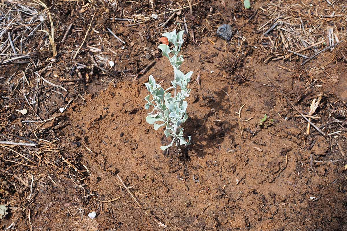 A close up horizontal image of a small purple sage seedling freshly planted in the garden.