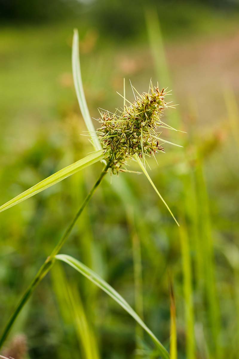 A vertical image of the flower head of nutrush sedge pictured on a soft focus background.