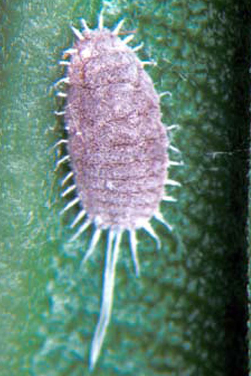 A vertical image of an obscure mealybug on a leaf.