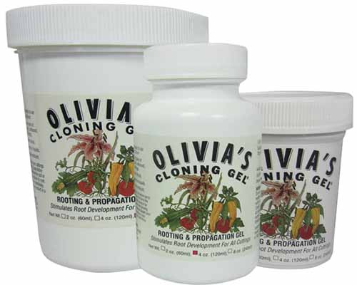 A close up of Olivia's Cloning Gel isolated on a white background.