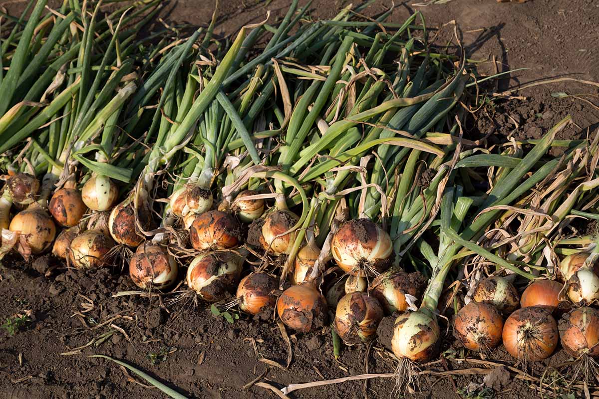 A close up horizontal image of a pile of freshly harvested onions curing on the ground in the sunshine.