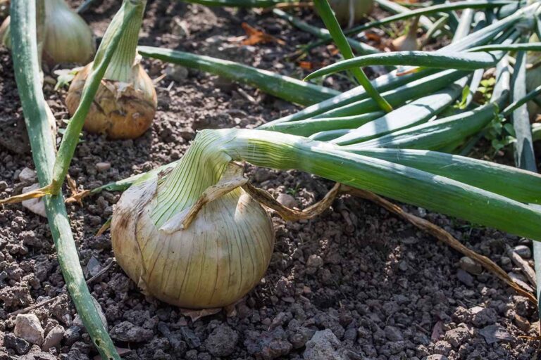 How To Harvest and Cure Onions Gardener’s Path