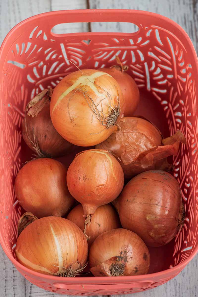 A close up vertical image of a pile of onions in a red plastic laundry basket.