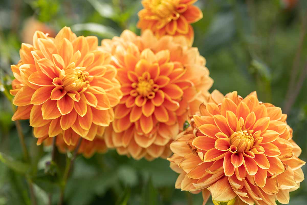 A close up horizontal image of orange dahlias growing in the garden pictured on a soft focus background.