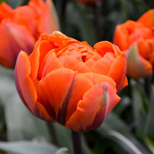 A close up square image of 'Orange Princess' tulip flower pictured on a soft focus background.