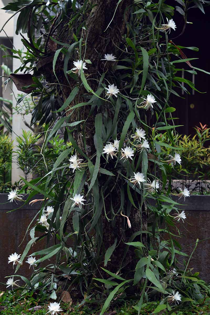 A close up vertical image of a large orchid cactus (Epiphyllum oxypetalum) growing in a pot outdoors.