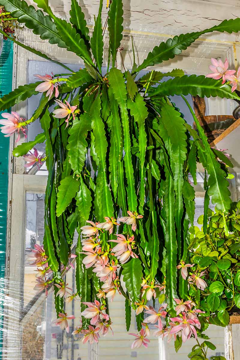 A close up vertical image of an orchid cactus growing in a hanging pot in full bloom.