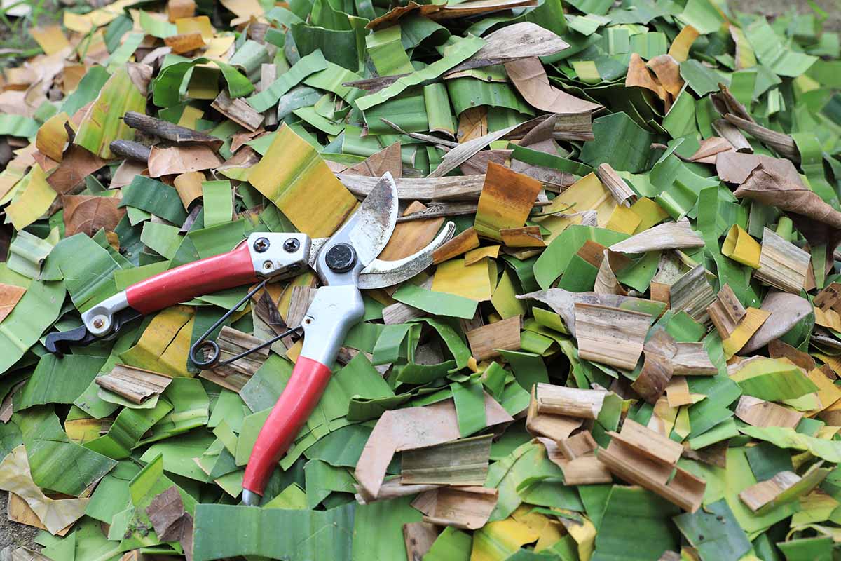 A close up horizontal image of a pair of pruners set on top of a pile of pruned garden debris.